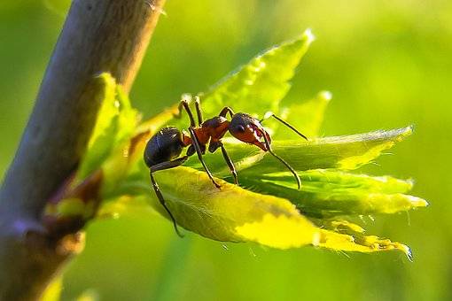 Bilim insanlarından önemli keşif: Karıncalar kanser tespitinde kullanılıyor 8